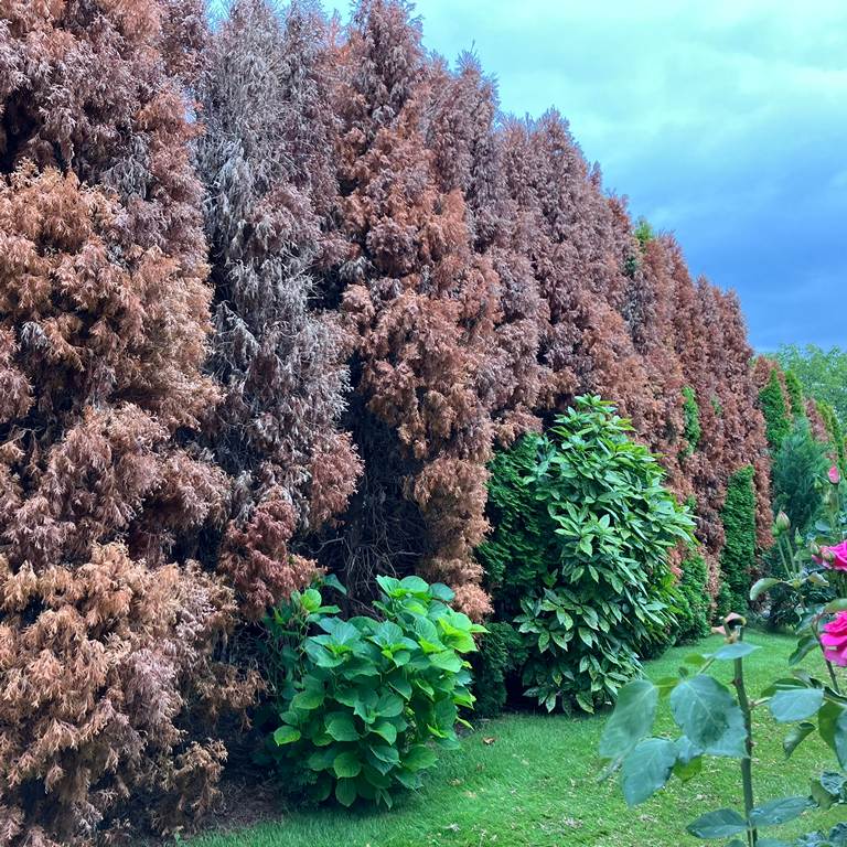 Tujafa kivágás előtt