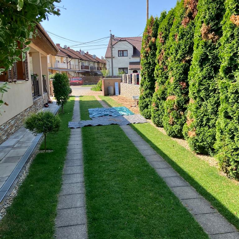 Tuja kivágása folyamatban