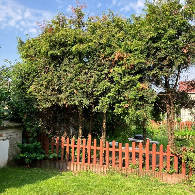 Kiszáradt tujafa kivágás előtt