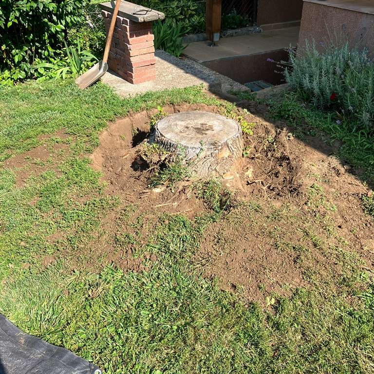 Tuskó kiszedés előtt