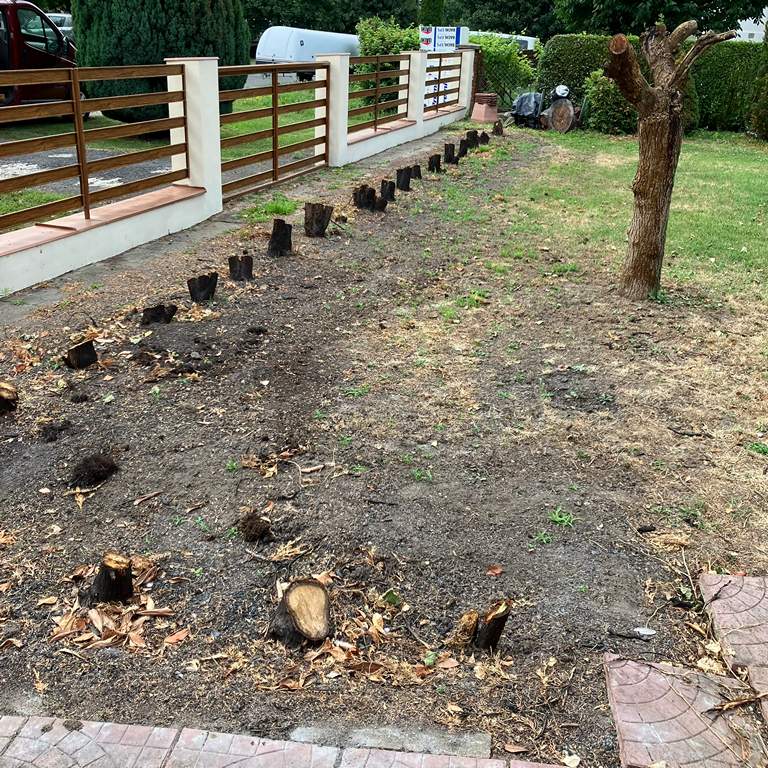 Tujafa kivágása utáni tuskók