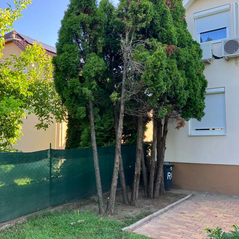 Tujafa kivágás előtt