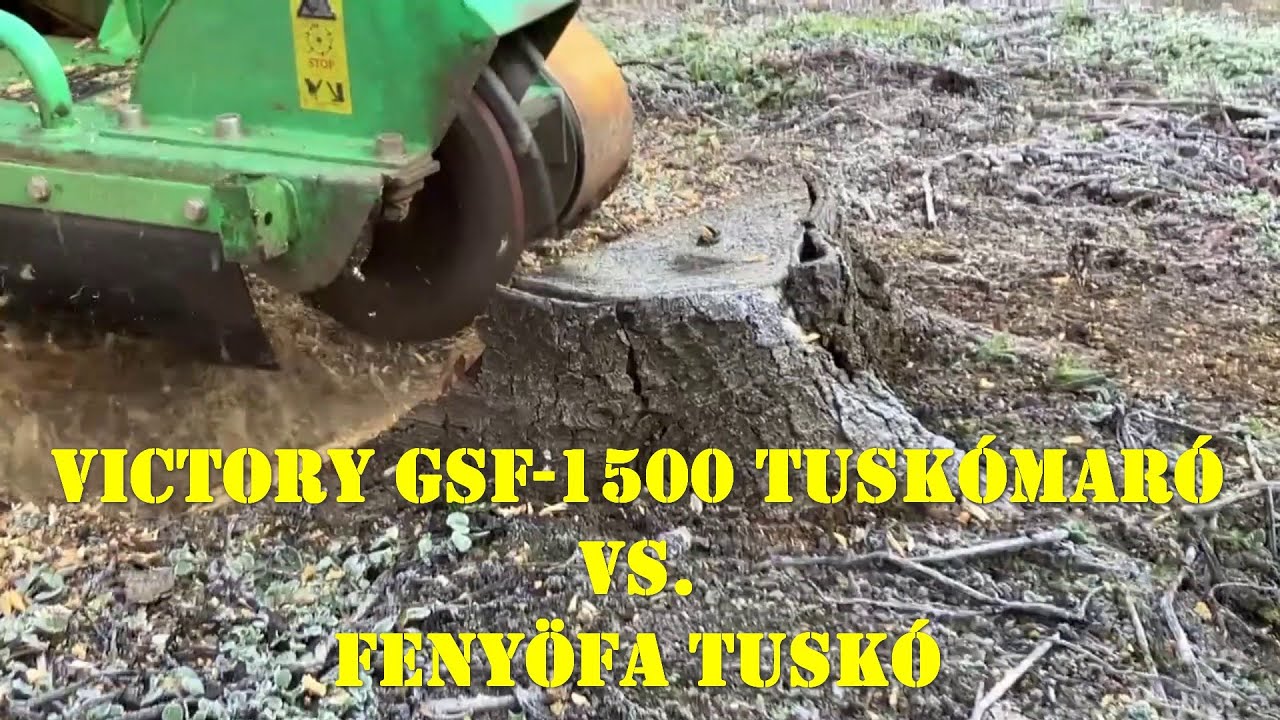 Fenyőfa tuskó marása